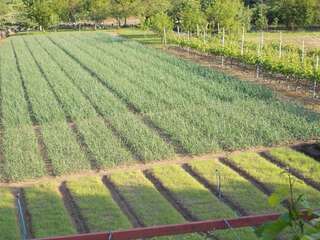 Гостевой дом Guesthouse Feel Lake Вирпазар Семейный номер с террасой-21